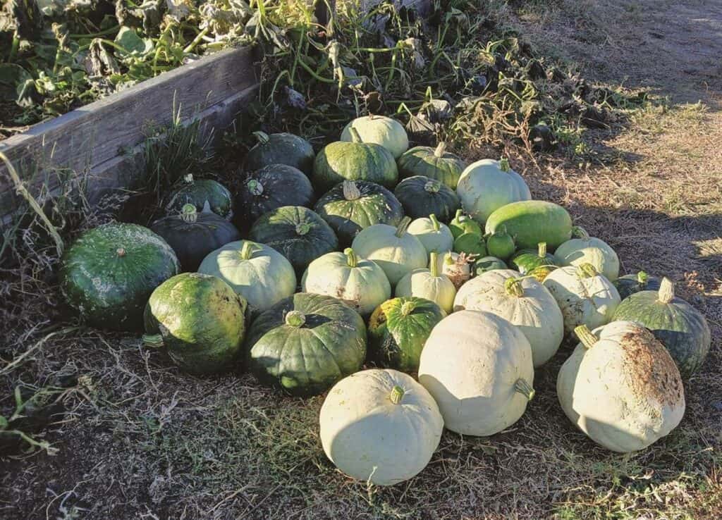 A pile of green and white squash is arranged on the ground next to a wooden planter in a garden setting.