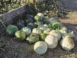 A pile of green and white squash is arranged on the ground next to a wooden planter in a garden setting.