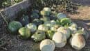 A pile of green and white squash is arranged on the ground next to a wooden planter in a garden setting.