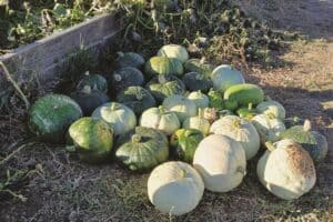 A pile of green and white squash is arranged on the ground next to a wooden planter in a garden setting.