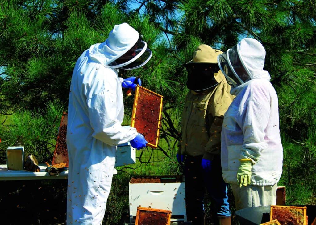 Three people in protective suits and veils inspect honeycomb frames from a beehive outdoors near trees.