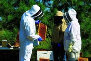 Three people in protective suits and veils inspect honeycomb frames from a beehive outdoors near trees.