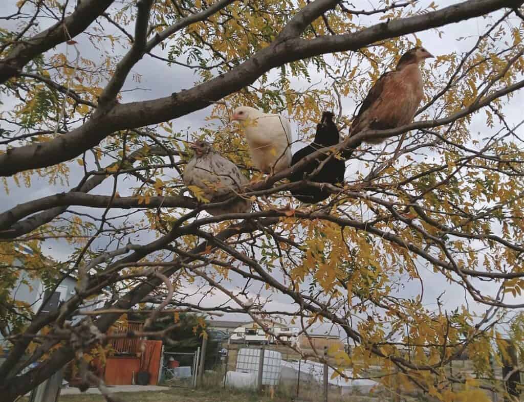 Three birds perched on tree branches with yellowing leaves in an outdoor setting.