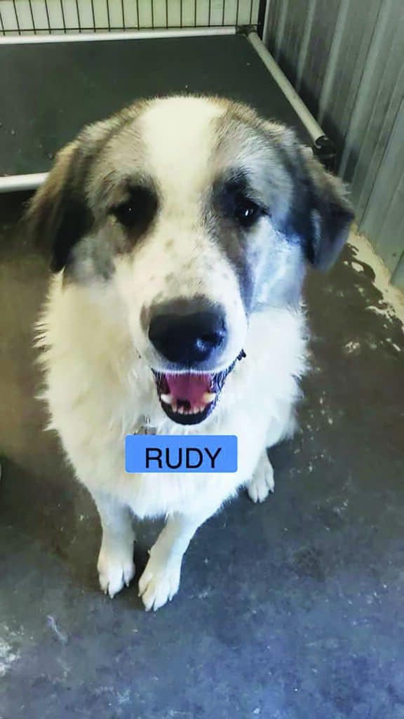 A large dog with a white and grey coat is sitting on a concrete floor, looking up. The name "Rudy" is displayed on a blue label in front of the dog.