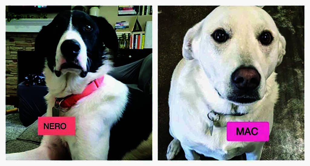 Two dogs in separate images labeled "Nero" and "Mac." Nero is black and white with a pink collar, and Mac is white with a pink label.