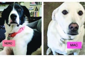 Two dogs in separate images labeled "Nero" and "Mac." Nero is black and white with a pink collar, and Mac is white with a pink label.