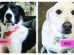 Two dogs in separate images labeled "Nero" and "Mac." Nero is black and white with a pink collar, and Mac is white with a pink label.