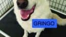 A white dog with a happy expression sits on a black mat inside a metal cage. A blue label in the image reads "GRINGO.