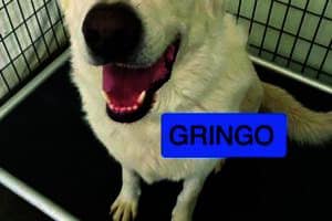 A white dog with a happy expression sits on a black mat inside a metal cage. A blue label in the image reads "GRINGO.