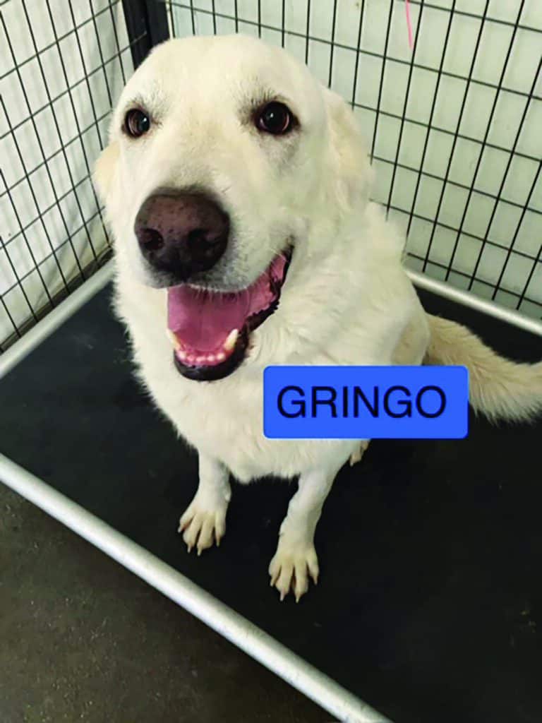 A white dog with a happy expression sits on a black mat inside a metal cage. A blue label in the image reads "GRINGO.