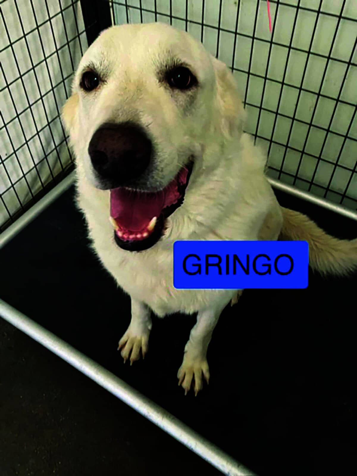 A white dog with a happy expression sits on a black mat inside a metal cage. A blue label in the image reads "GRINGO.