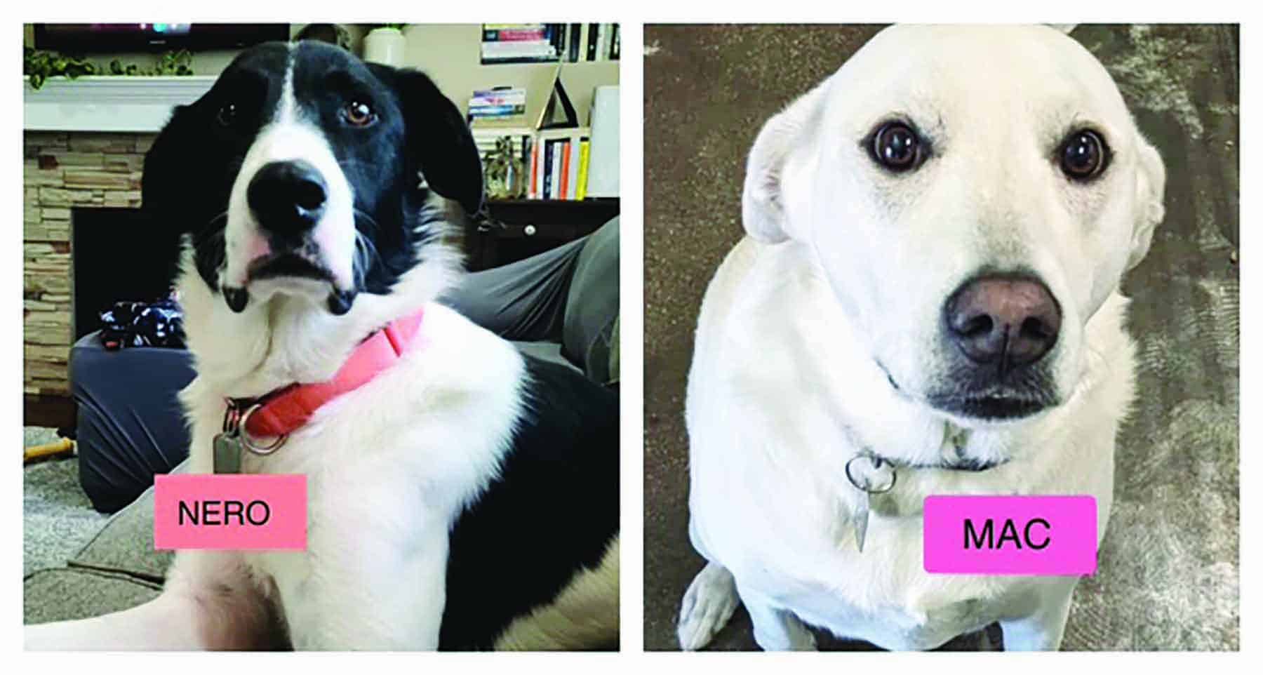 Two dogs in separate images labeled "Nero" and "Mac." Nero is black and white with a pink collar, and Mac is white with a pink label.