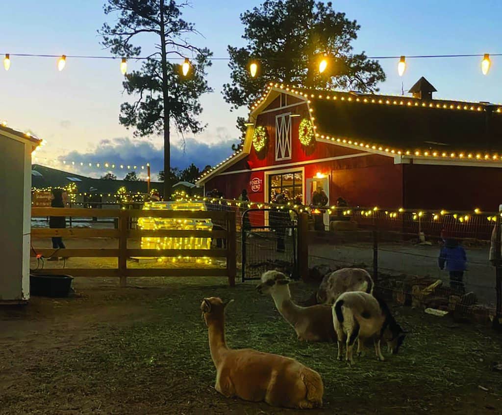 Barn at dusk with string lights, farm animals like llamas and goats resting in the foreground, and holiday wreaths on the barn doors.