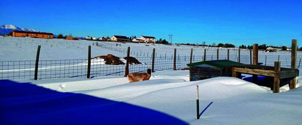 A snow-covered field with a goat standing near a fence. Buildings are visible in the background under a clear blue sky.