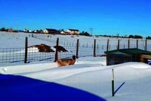 A snow-covered field with a goat standing near a fence. Buildings are visible in the background under a clear blue sky.