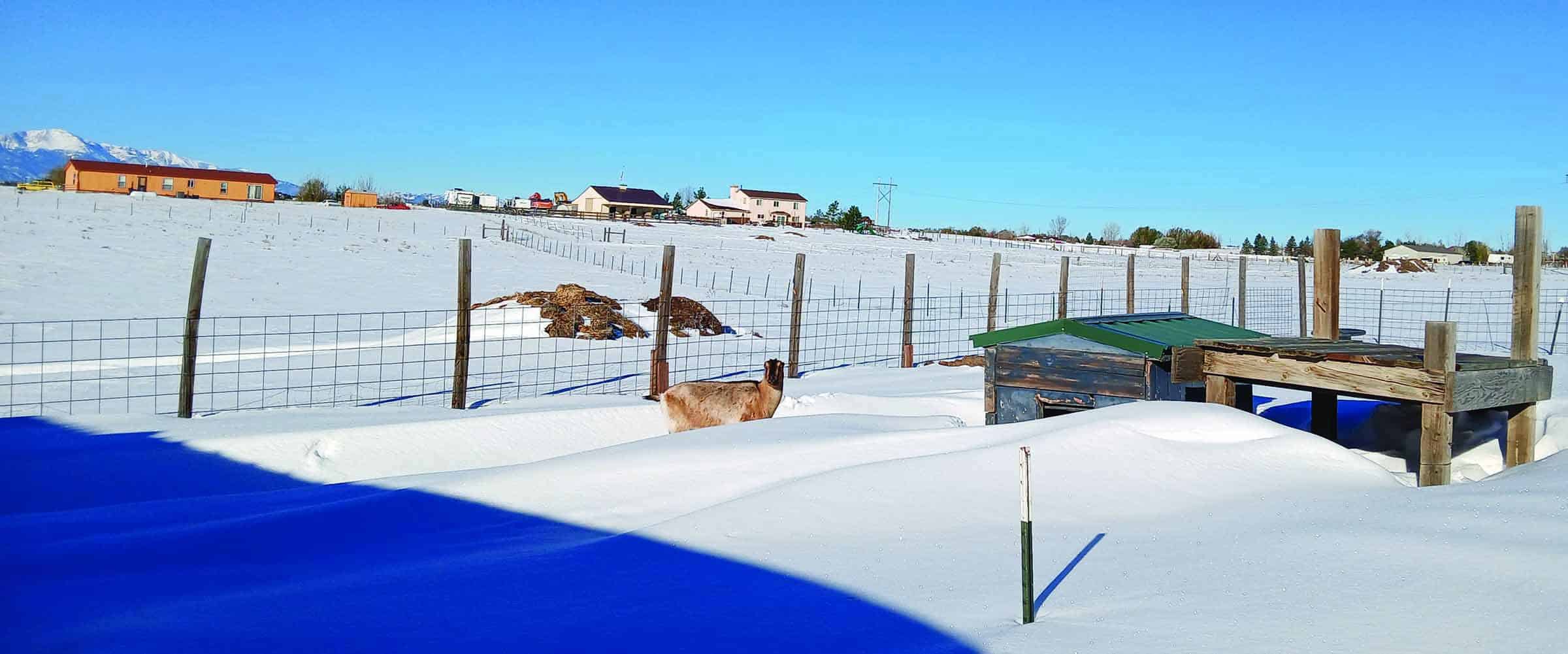 A snow-covered field with a goat standing near a fence. Buildings are visible in the background under a clear blue sky.
