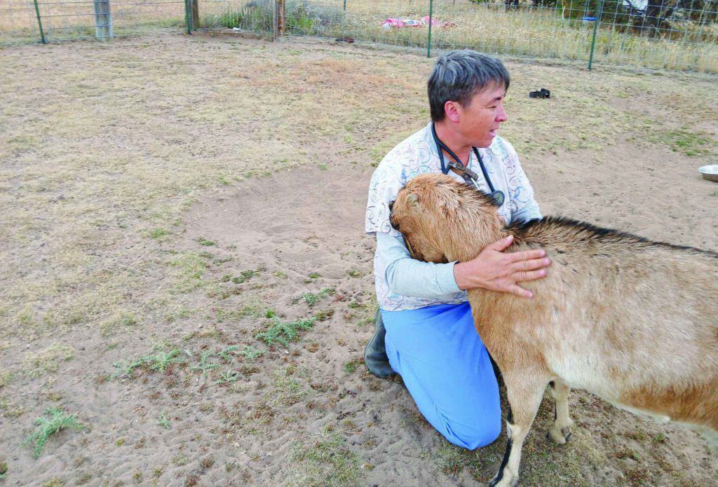 A person in a veterinary uniform kneels in a field, gently embracing a goat.