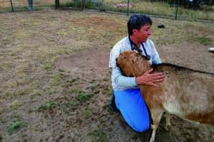 A person in a veterinary uniform kneels in a field, gently embracing a goat.