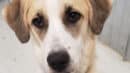 A tan and white dog with a soulful expression looks at the camera, wearing a collar with a tag, standing in a room with gray walls.