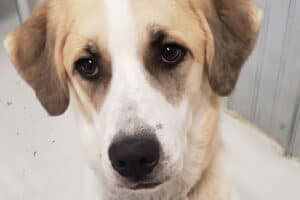 A tan and white dog with a soulful expression looks at the camera, wearing a collar with a tag, standing in a room with gray walls.