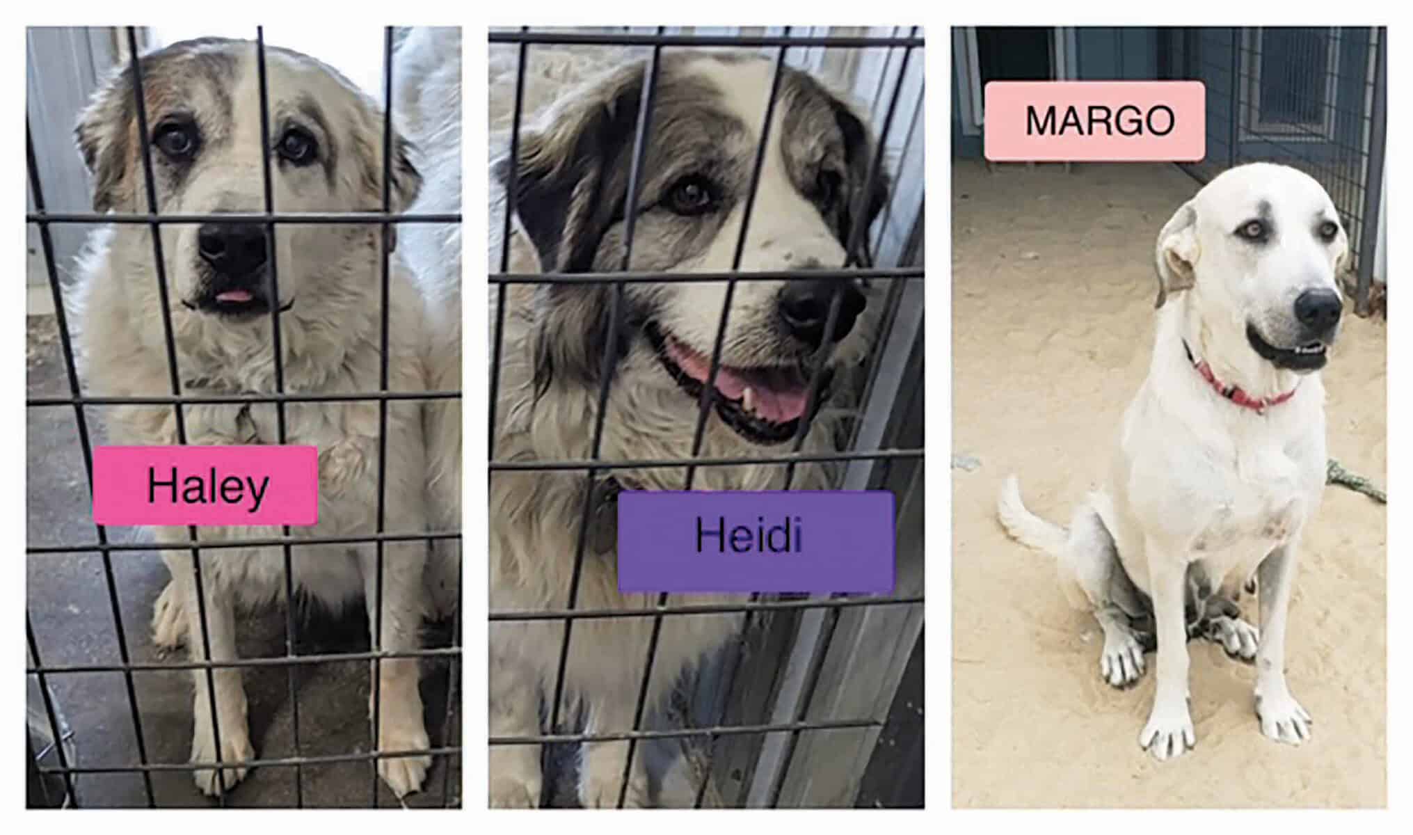 Three dogs in a shelter: Haley and Heidi, large fluffy dogs in cages; Margo, a large short-haired dog sitting outside with a collar.