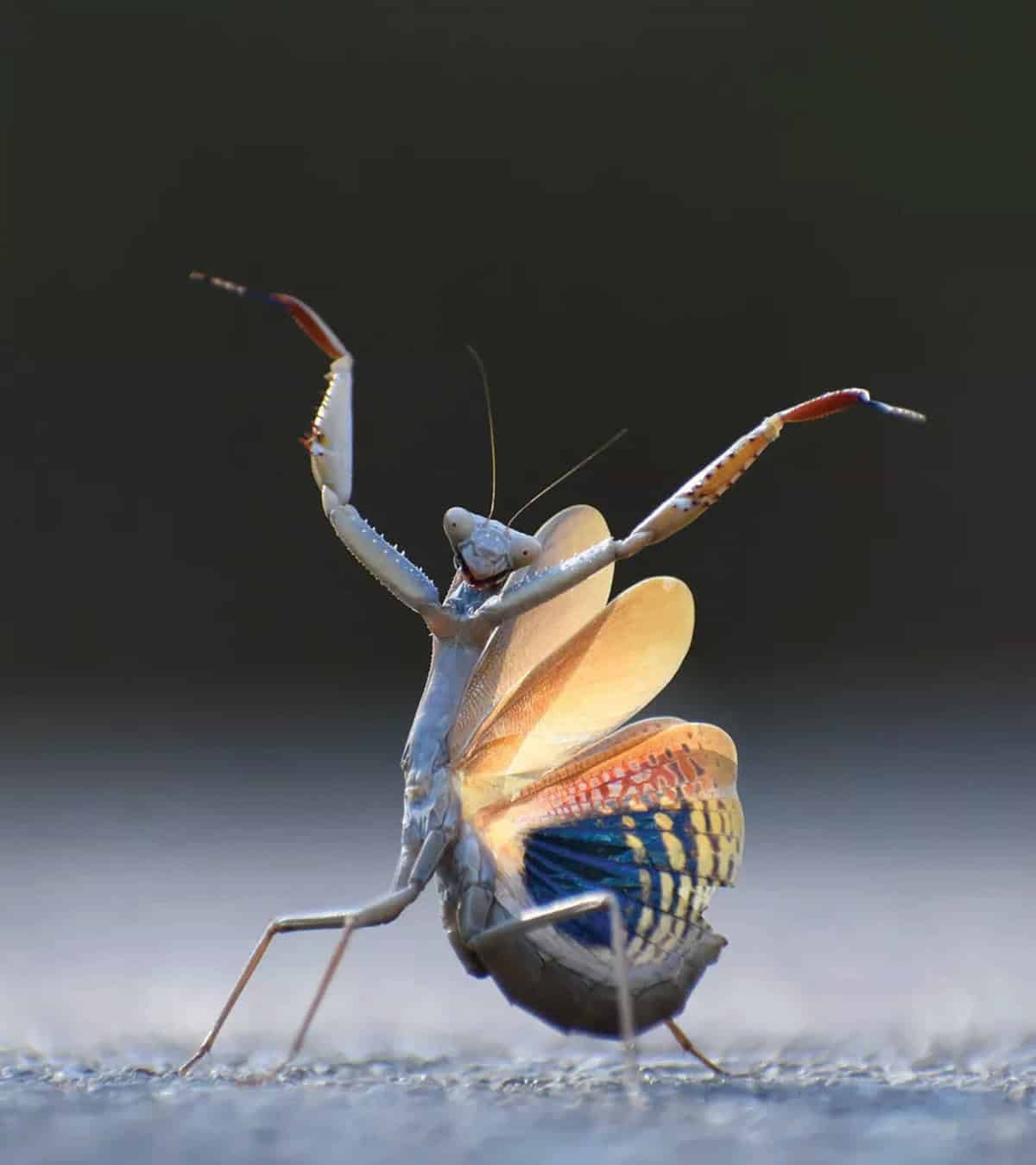 A praying mantis with colorful wings spread and front legs raised, standing on a flat surface against a blurred dark background.
