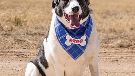 A black and white dog with a blue bandana sits on a dirt path in an open field, with mountains visible in the background.
