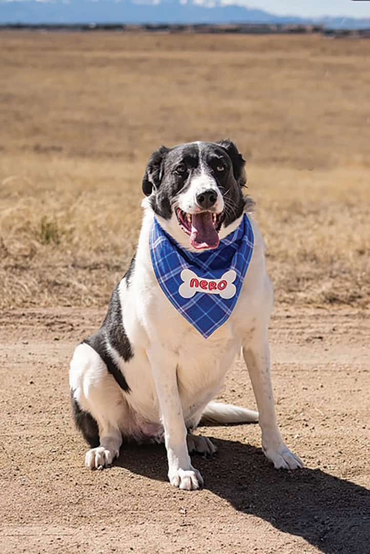 A black and white dog with a blue bandana sits on a dirt path in an open field, with mountains visible in the background.