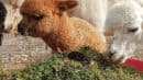 A brown alpaca and a white alpaca are eating grass together near a white horse.