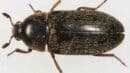 Overhead view of a black and brown beetle with six legs and antennae against a plain background.