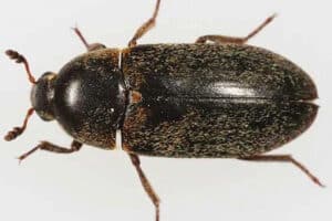 Overhead view of a black and brown beetle with six legs and antennae against a plain background.