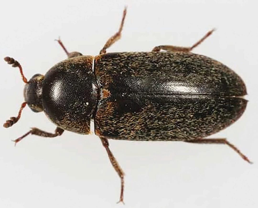 Overhead view of a black and brown beetle with six legs and antennae against a plain background.