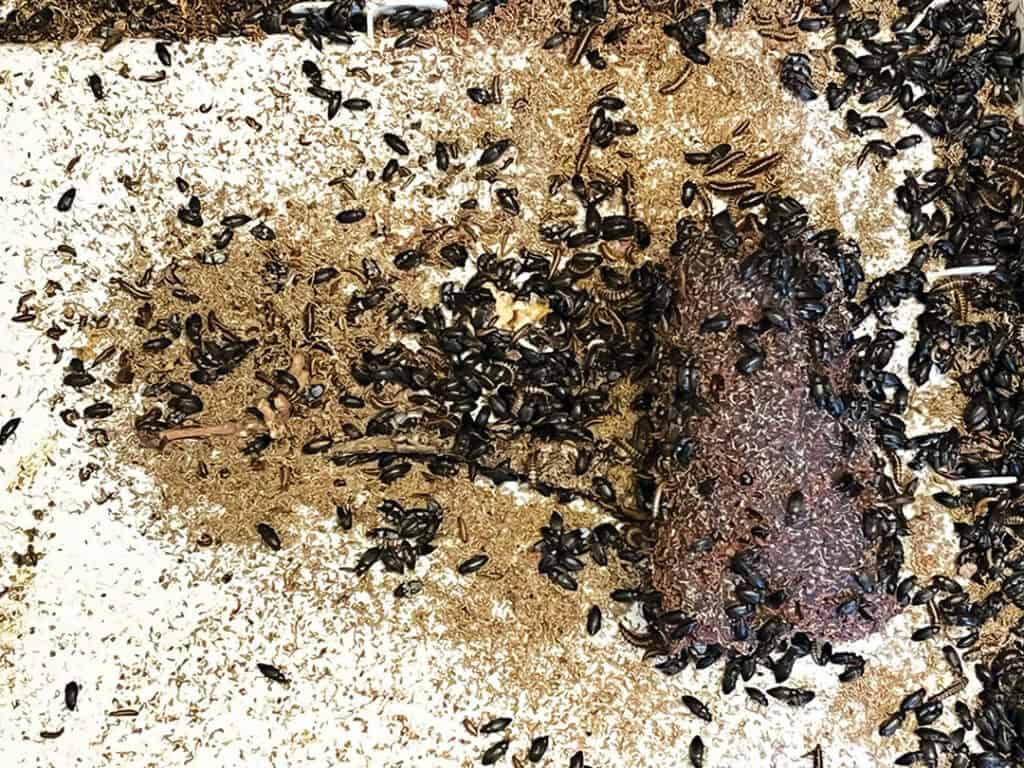 Beetles crawling on a textured, sandy surface around a cylindrical piece of wood.