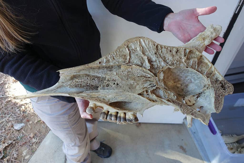 Person holding a large animal skull with distinct bone structures visible.