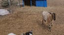 Two goats in a fenced outdoor area with a shelter. One goat is lying down; the other is standing on dry grass.