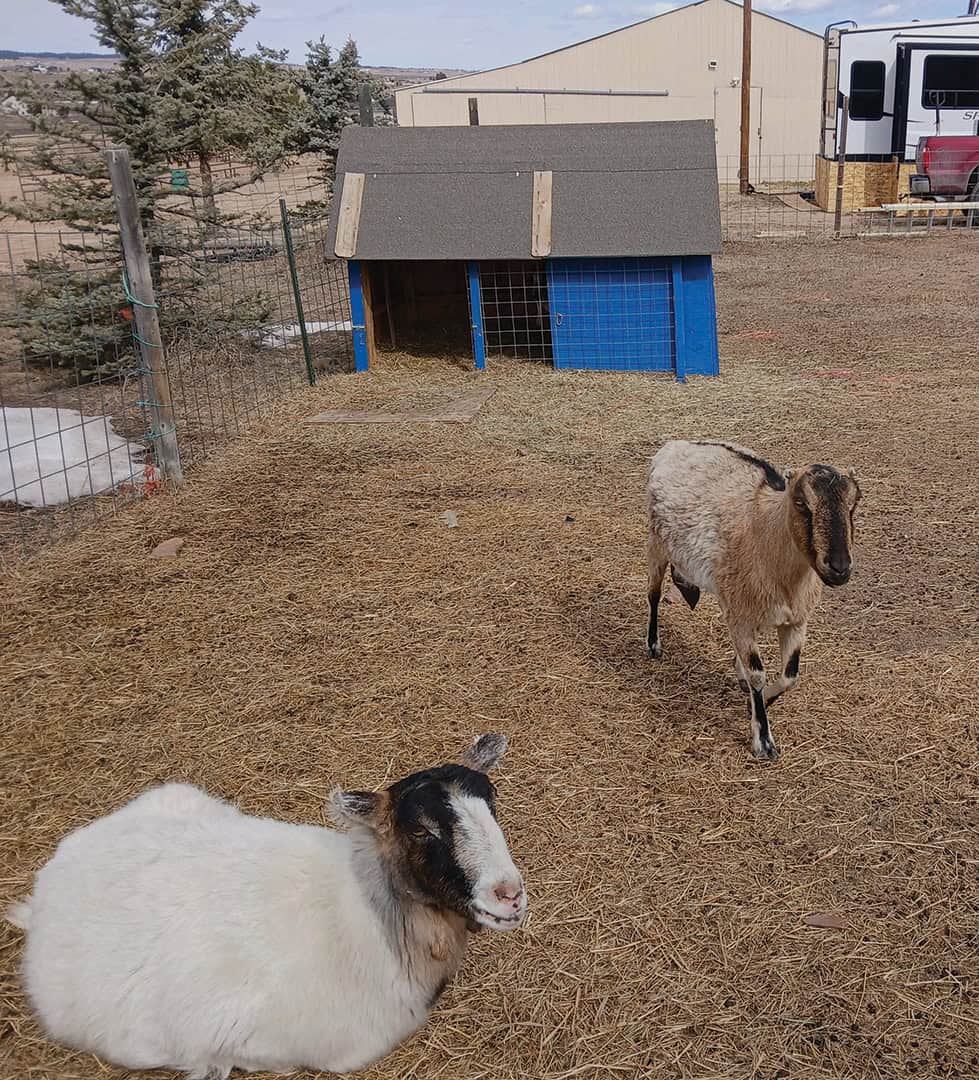 Two goats in a fenced outdoor area with a shelter. One goat is lying down; the other is standing on dry grass.