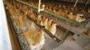 Chickens in a long row of metal wire cages inside a dimly lit poultry farm.
