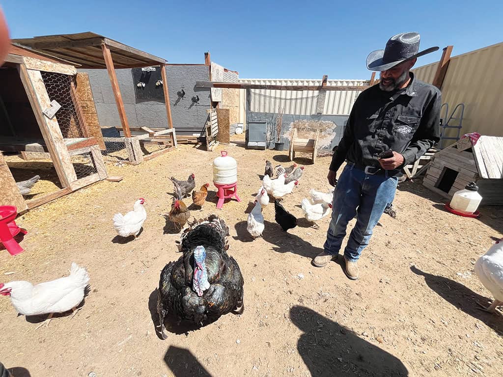 A man in a cowboy hat stands in a chicken coop, surrounded by chickens and a large turkey on a sunny day.