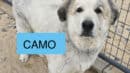 Large white and gray dog standing on sand inside a fenced enclosure; a blue box with the word "CAMO" covers part of its body.