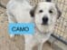 Large white and gray dog standing on sand inside a fenced enclosure; a blue box with the word "CAMO" covers part of its body.