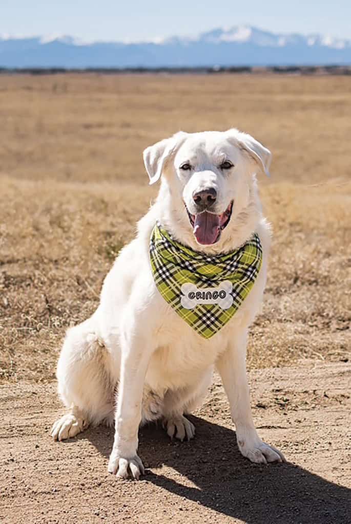 A large white dog wearing a green plaid bandana sits on a dirt path in front of an open field with mountains in the background.