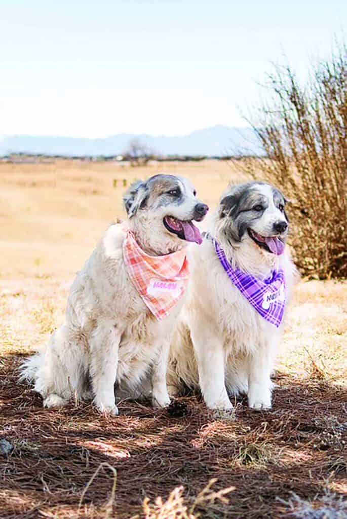 Two large white dogs with gray markings sit side by side outdoors, each wearing a colorful bandana and looking toward the right. The background is a dry, open field.