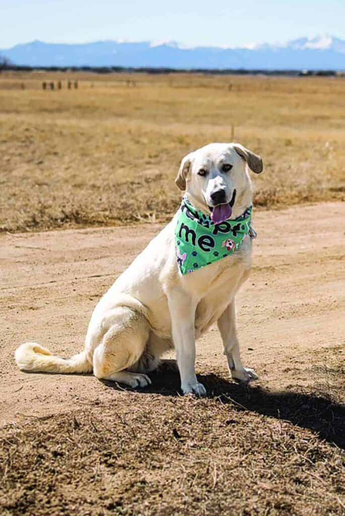 A light-colored dog sits on a dirt path in a dry field, wearing a green bandana that says "Adopt Me." Mountains are visible in the background.