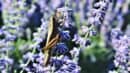 A grasshopper clings to a stem of purple flowers in a sunlit outdoor setting.