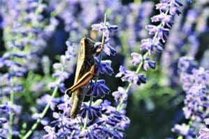A grasshopper clings to a stem of purple flowers in a sunlit outdoor setting.