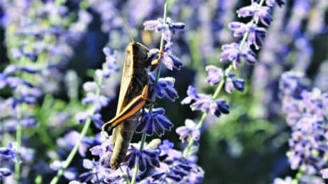 A grasshopper clings to a stem of purple flowers in a sunlit outdoor setting.