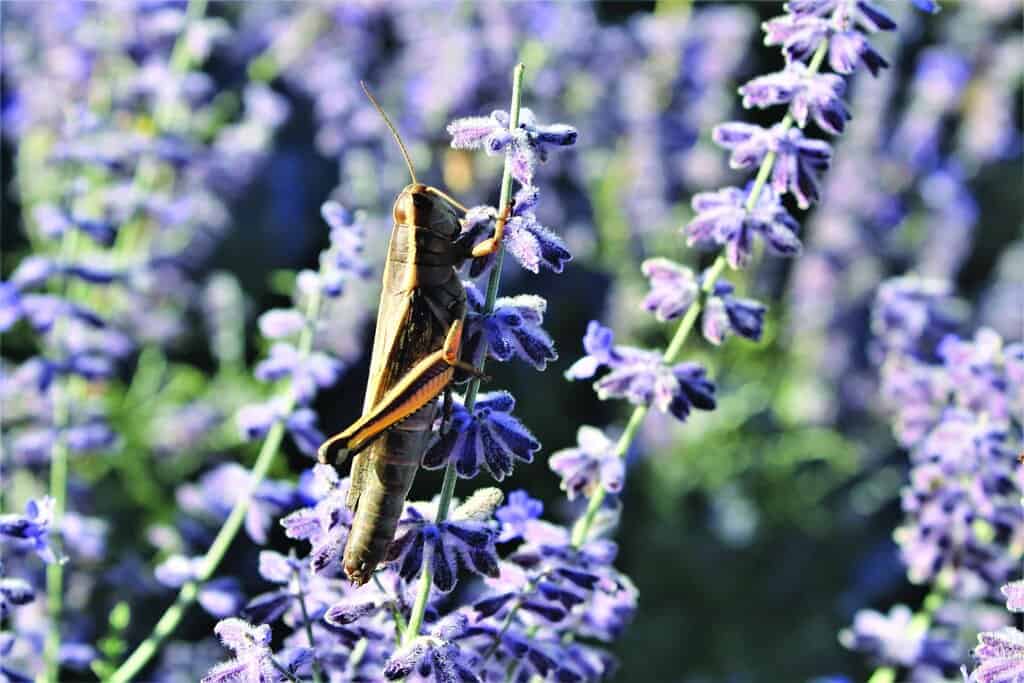 A grasshopper clings to a stem of purple flowers in a sunlit outdoor setting.