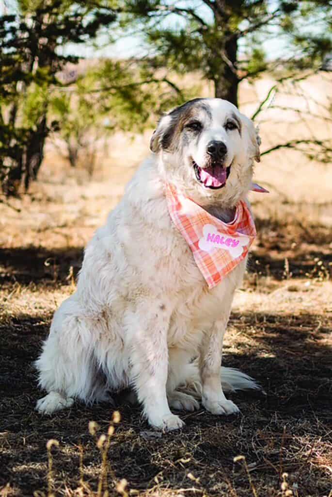 Large white dog with darker markings sits outdoors on dry grass, wearing a pink plaid bandana with the name "Macey" printed on it, trees visible in the background.