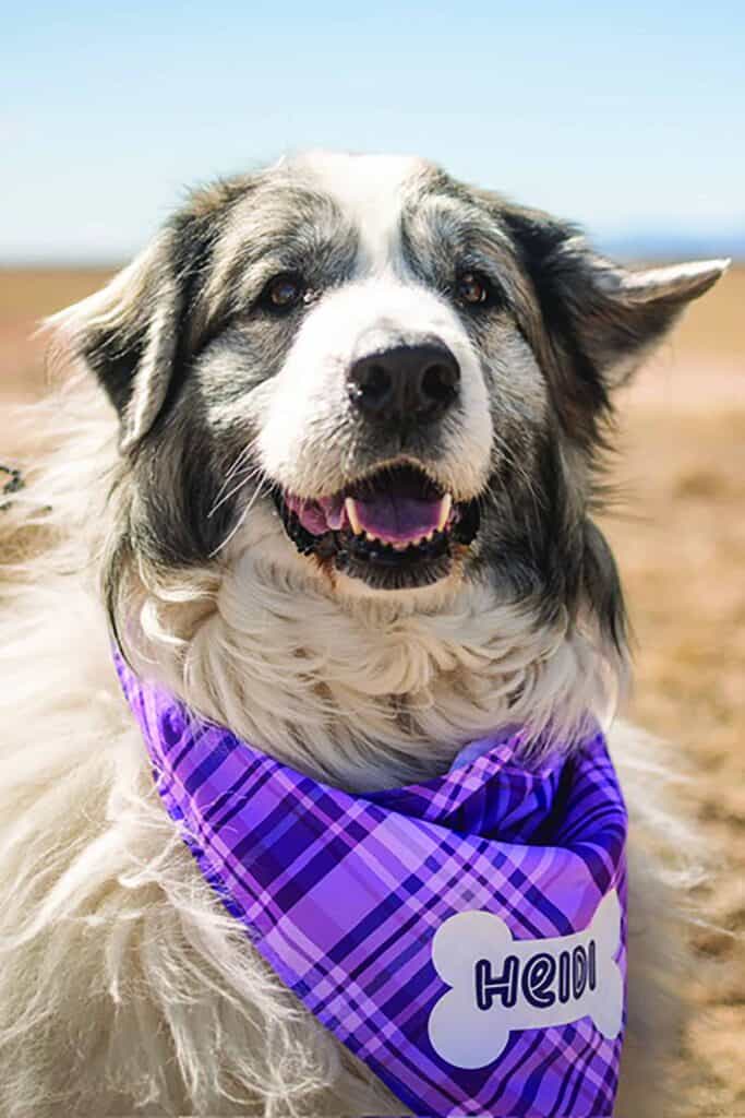A large, fluffy dog with black and white fur wears a purple plaid bandana labeled "Heidi" and sits outdoors on a sunny day.