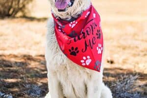 A large white dog sits outdoors on dry grass, wearing a red bandana with paw prints and the words "Adopt Me.